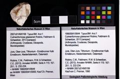 Foto (Objket + Etiketten) von Culmenformosa glaessneri (Robins, Feldmann & Schweitzer, 2013) 